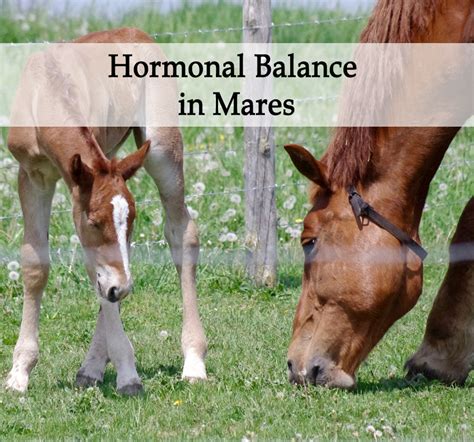 Embracing the Feminine Energy: Empowering Mares with Mare Magic